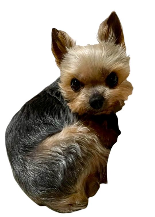 2 大阪 ヨガ 13期基礎理論感想 A・Y 様