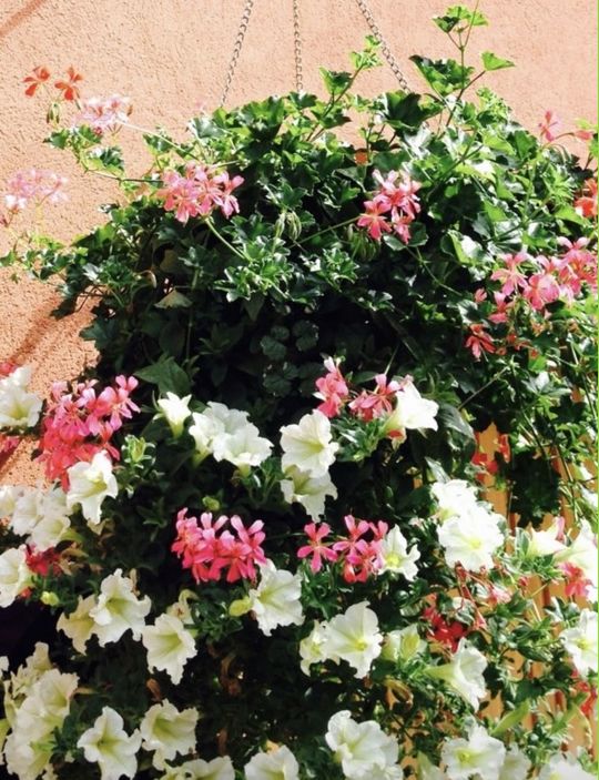 10 大阪 ヨガ 13期基礎理論感想 K・N 様