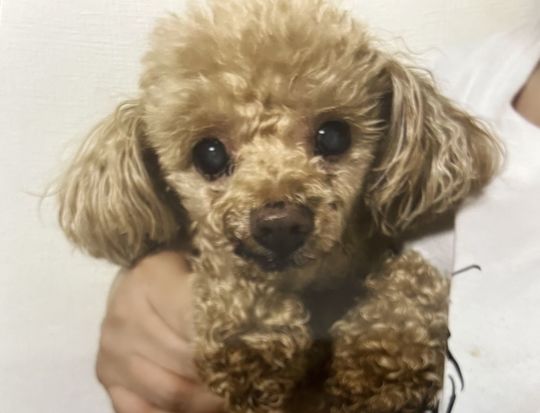 11 大阪 ヨガ 13期基礎理論感想  H・I 様