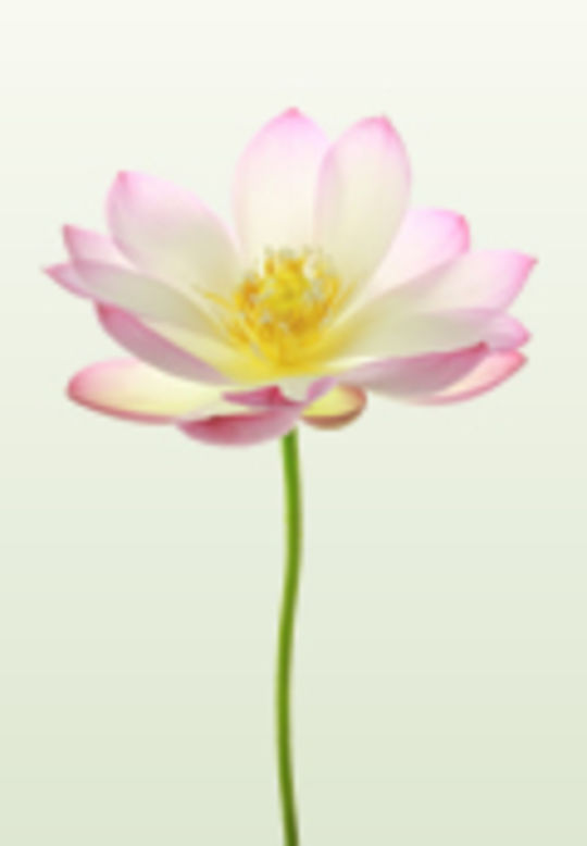 Ｈ ・ Ｈ さん　女性30歳代