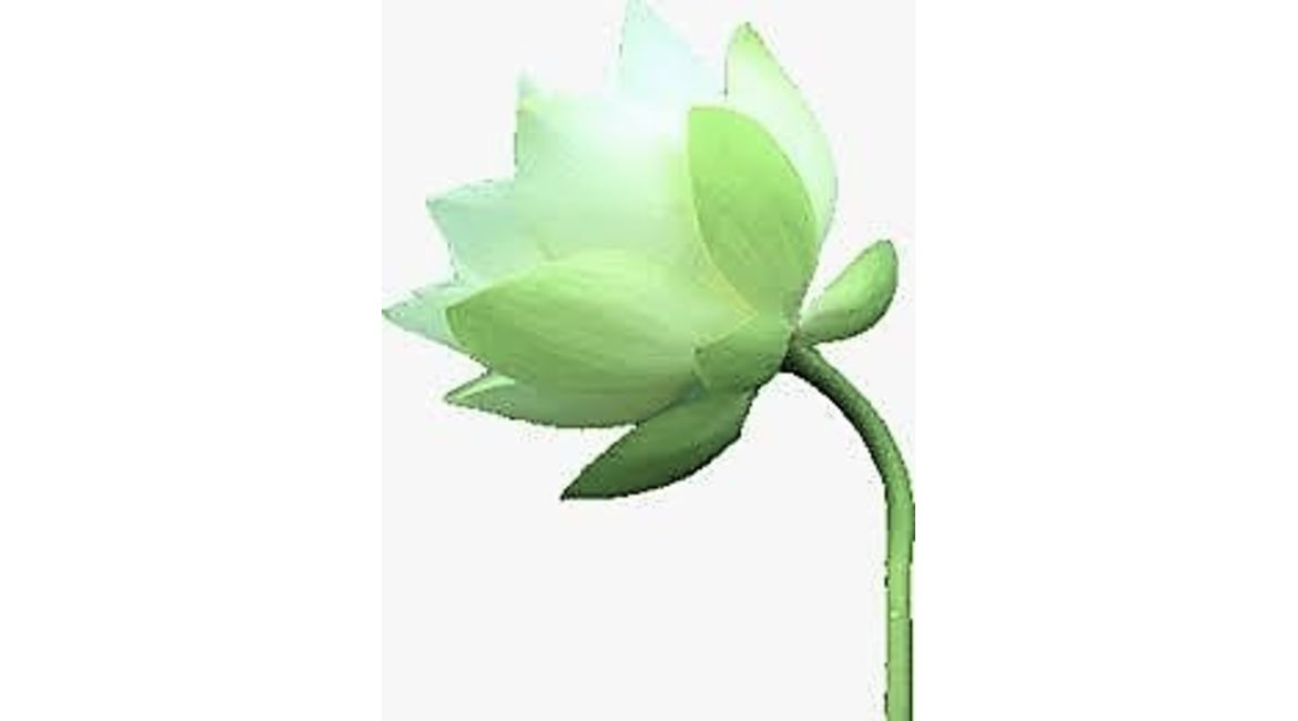 植物