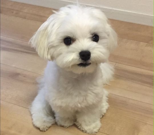 3 大阪 ヨガ 13期基礎理論感想 田中宣代 様