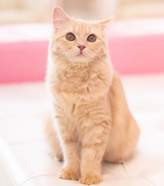 9 大阪 ヨガ 13期基礎理論感想 T・M 様