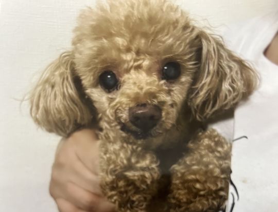 11 大阪 ヨガ 13期基礎理論感想  H・I 様